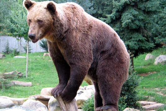 Un ours brun dans un parc animalier des Pyrénées