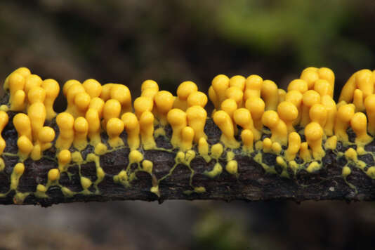 Many-headed Yellow Slime (Physarum polycephalum) on an oak twig. Wunderlich County Park.  Woodside, San Mateo Co., Calif.