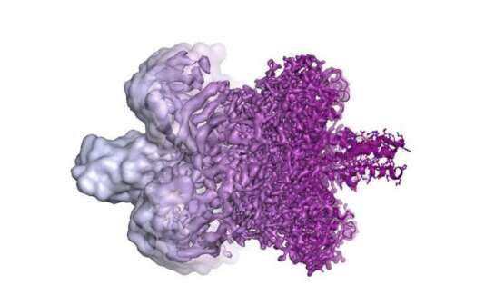 Représentation d’une enzyme obtenue par cryo-microscopie électronique, avec une résolution croissante de la gauche vers la droite. La partie droite représente l’état de l’art en 2013.