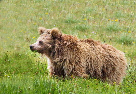 Ours brun de l’Himalaya, dans le parc national Deosai (Pakistan). Des échantillons attribués au Yéti provenaient de cette sous-espèce d’ursidés.