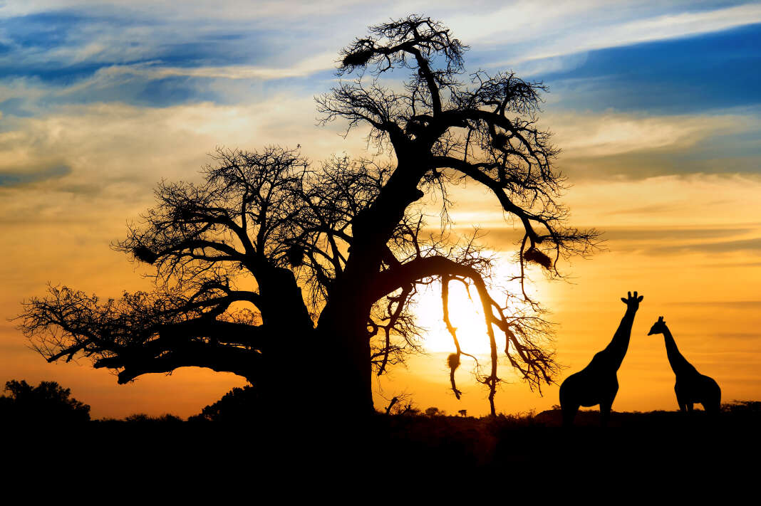 La savanne africaine au Botswana.