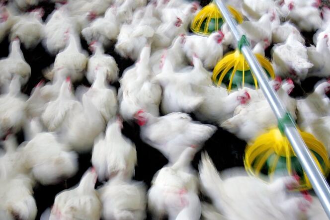 Des poulets dans un élevage en Italie, le 17 octobre. Le traitement des carcasses de poulet par le chlore aux Etats-Unis est un des contentieux avec les Européens.