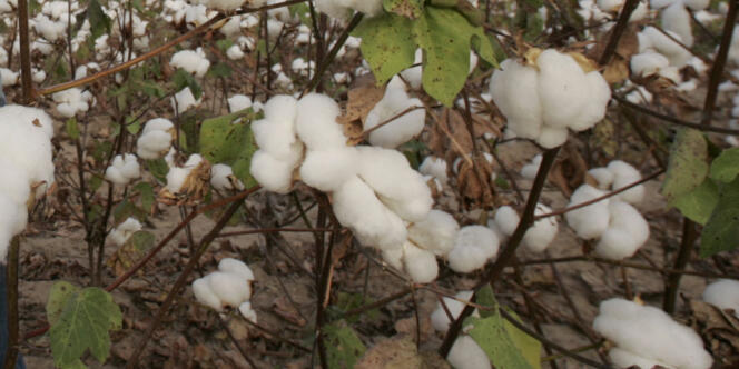 L'Inde, deuxième plus grand producteur et exportateur de coton du monde, avait annoncé début avril un embargo de ses exportations.