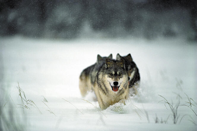 Fermiers et chasseurs veulent pouvoir limiter la population de loups autour du parc de Yellowstone. 