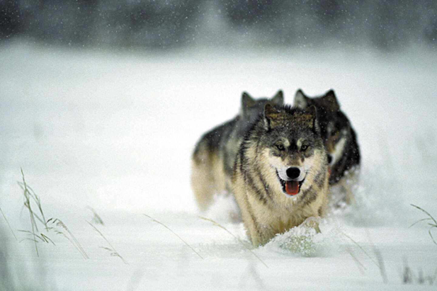 Le loup qui voulait être proche de la nature - Loup