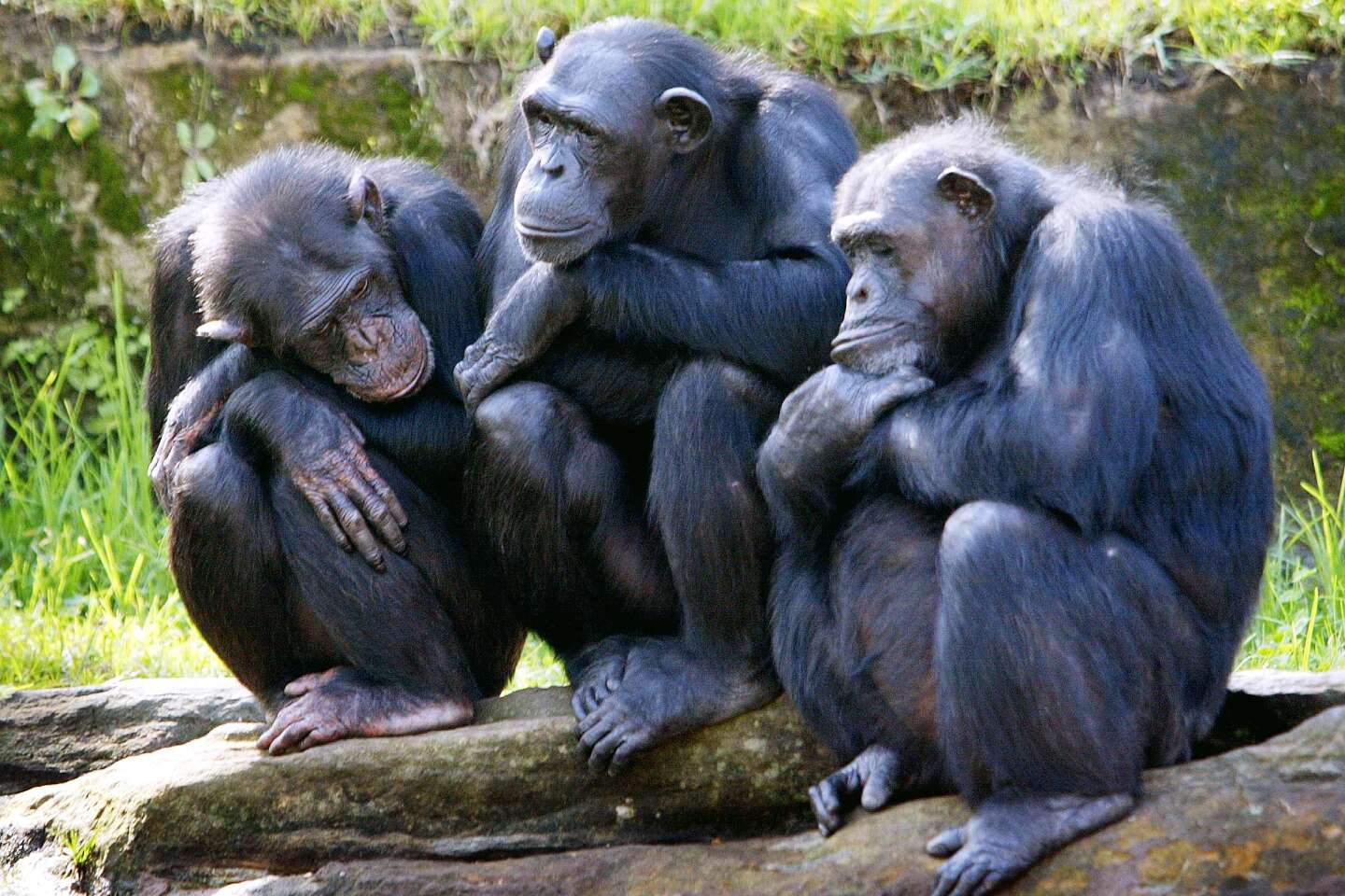 Le chimpanzé, le singe aux chromosomes voisins de l'homme
