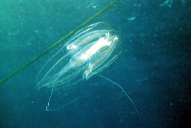 Image sous-marine de plancton.