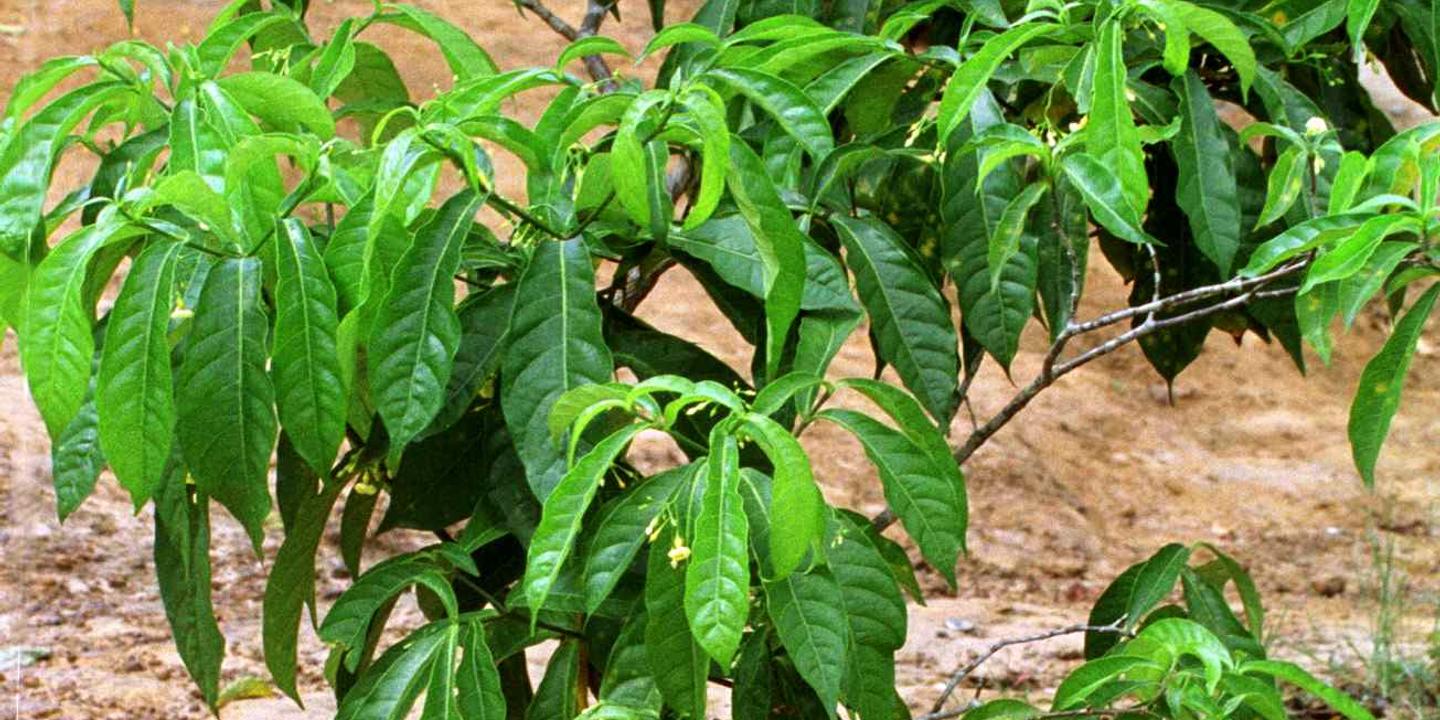 L'iboga, une racine aux pouvoirs hallucinants