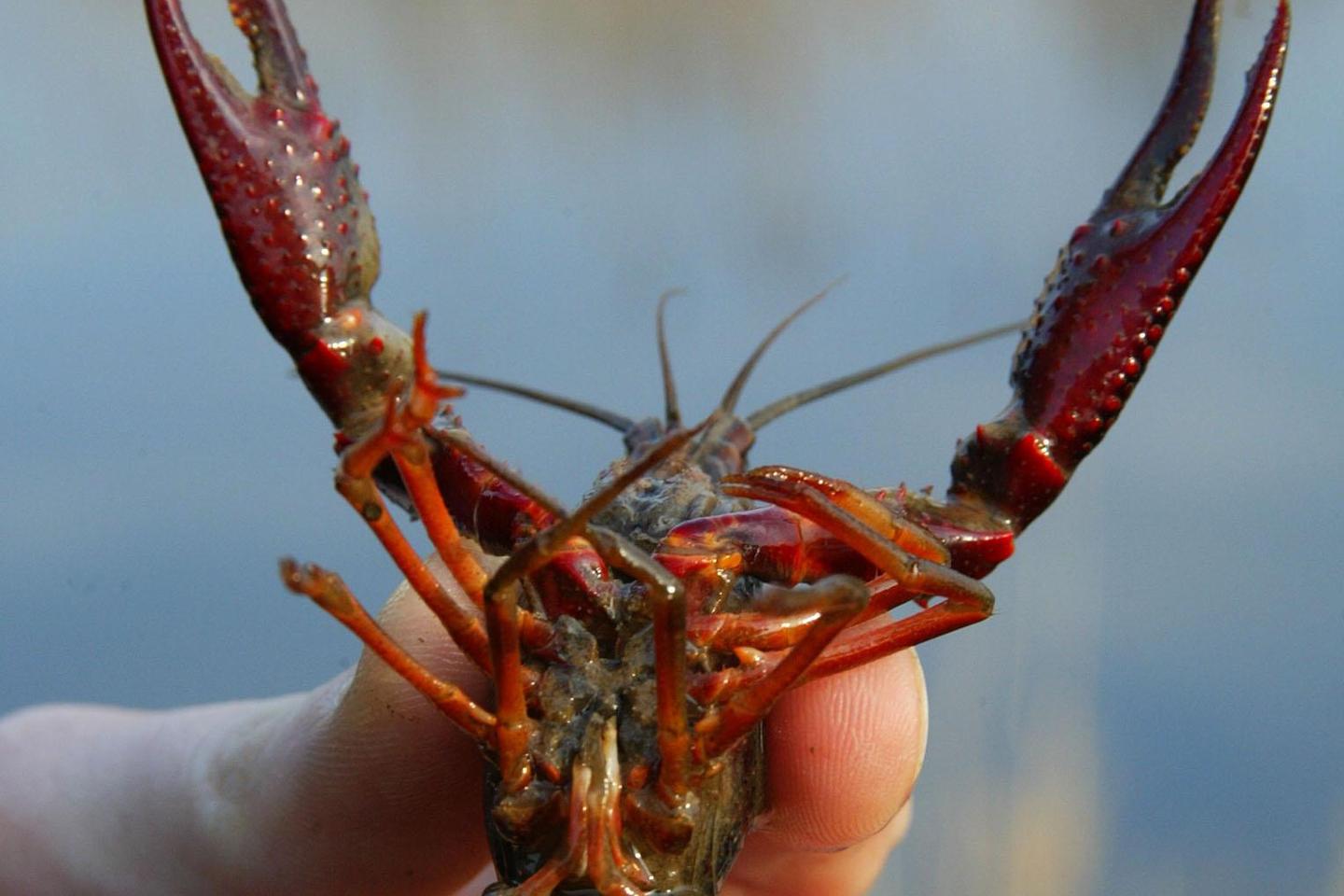 Menace sur plus du quart des crustacés d'eau douce