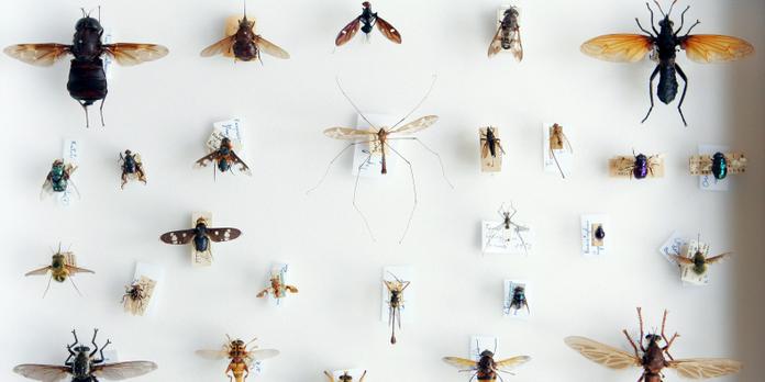 le peuple des mouches s installe au museum d histoire naturelle