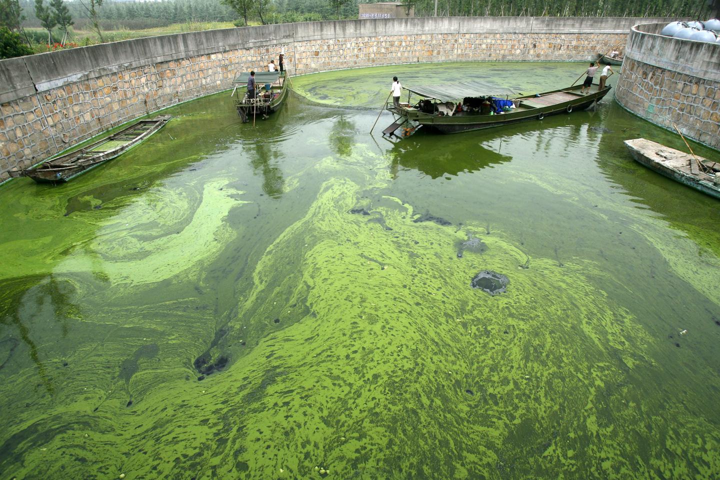 Le combat du Chinois Wu Lihong contre les pollueurs du lac Taihu