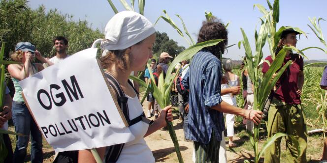 Des militants anti-OGM dans un champ de maïs transgénique. Au total, 200 membres du Collectif des faucheurs volontaires rejoints par ceux de la Confédération paysanne et d'associations locales avaient  participé à la manifestation, en août 2007.