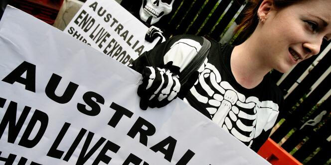 Des activistes du mouvement PETA s'étaient rassemblés devant l'ambassade d'Australie à Djakarta pour manifester contre l'exportation de bétails.