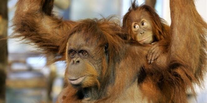 L'orang-outan (Pongo pygmaeus) est classé comme espèce en danger critique d'extinction dans la liste rouge de l'Union internationale de la conservation de la nature.