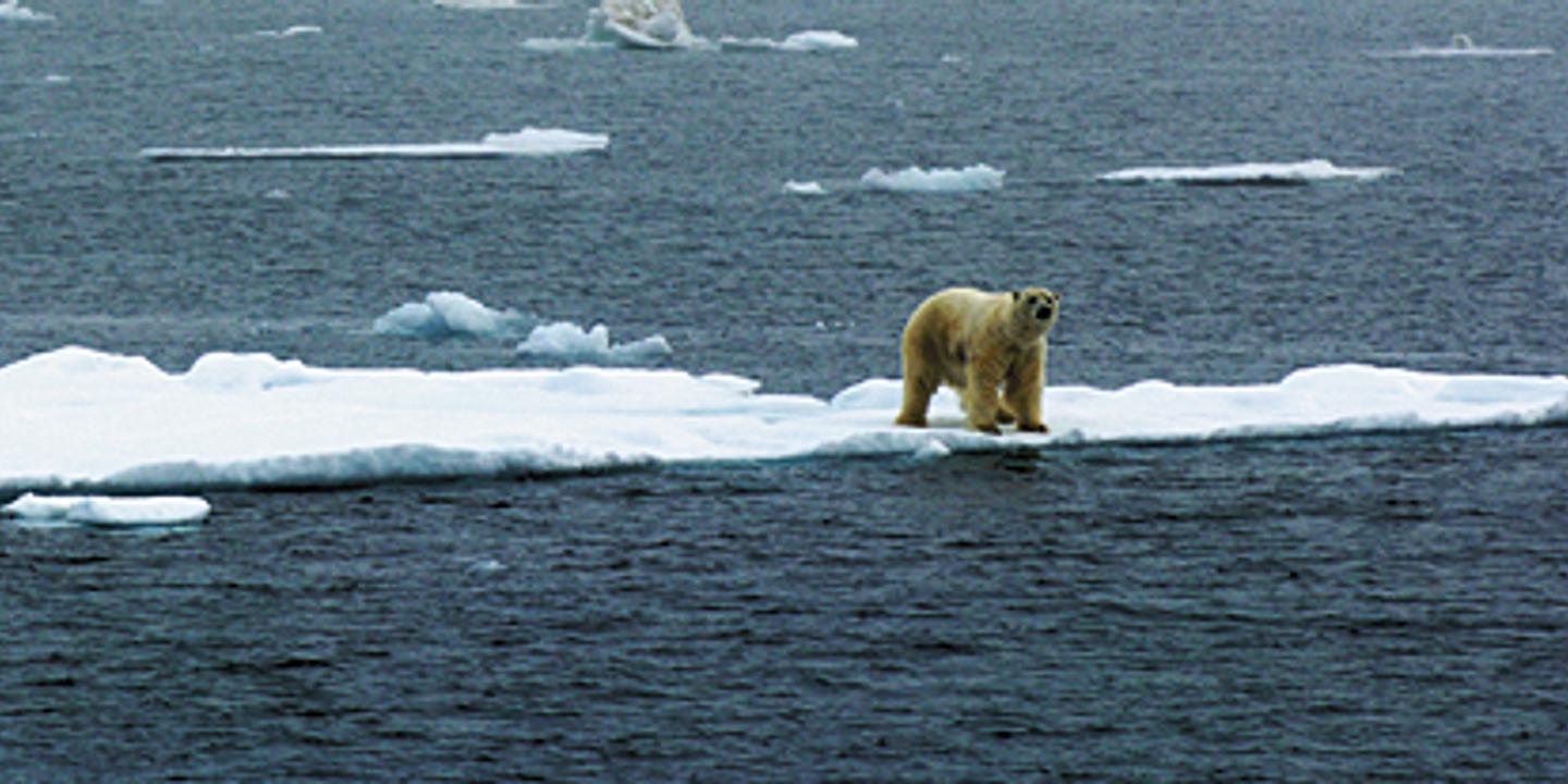 Fonte De La Banquise Arctique : Une Tendance De Fond