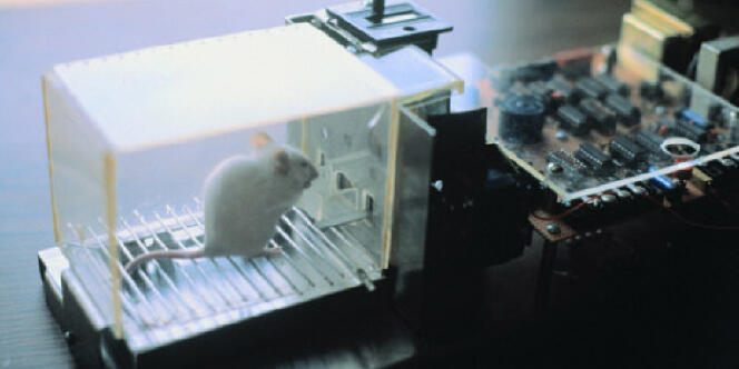 Un rat de laboratoire.