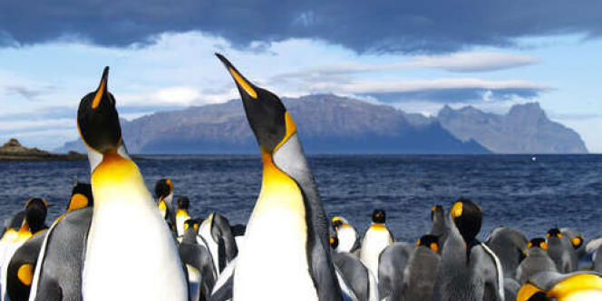 Les moeurs sexuelles des oiseaux qui ont tant scandalisé le scientifique sont à imputer au climat de l’Antarctique.
