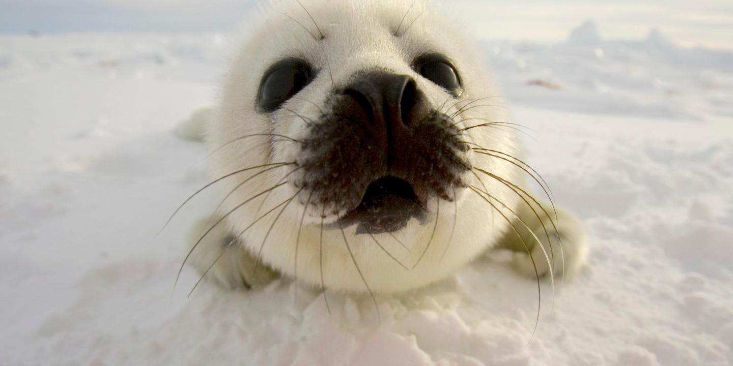 Les Bebes Phoques De La Mer Baltique Victimes Du Rechauffement Climatique Les Bebes Phoques De La Mer Baltique Victimes Du Rechauffement Climatique