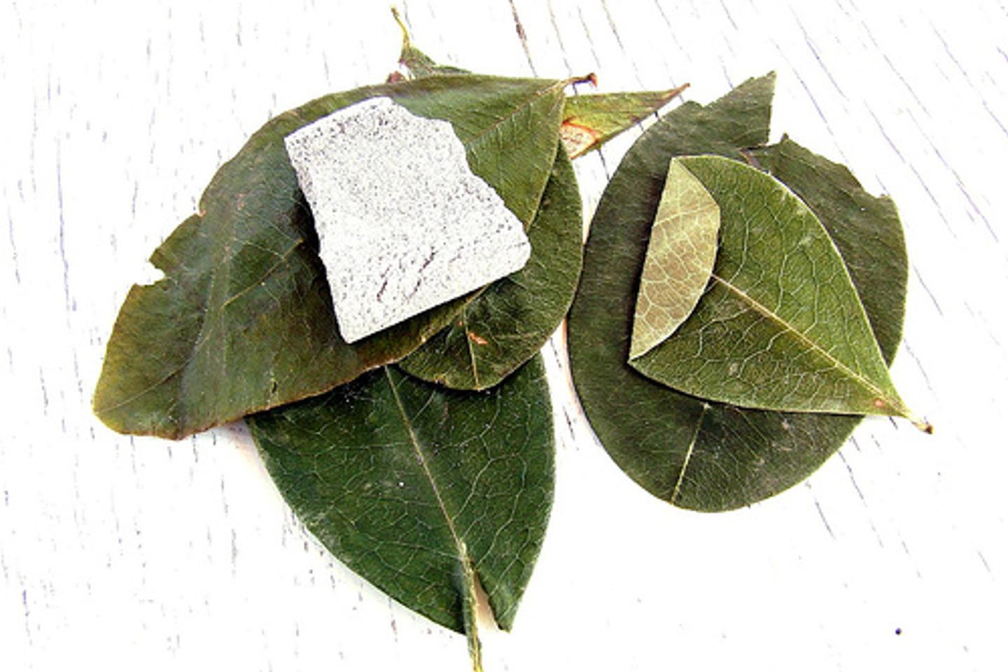 Au Pérou, mastiquer la feuille de coca, c
