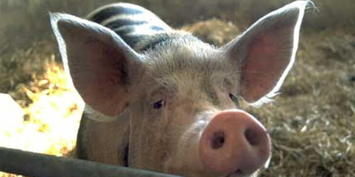 La "guerre du porc" n