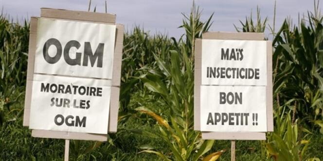 Pancartes anti-OGM dans un champ de maïs à proximité du village de Lugos (Gironde).