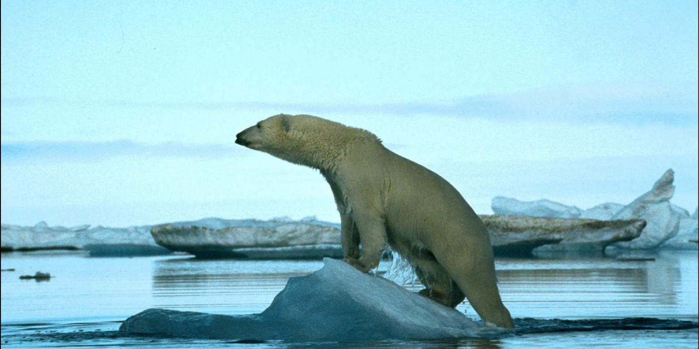 Ours Polaire En Islande - Pewter