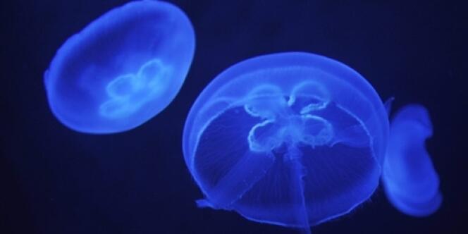 La surpêche pourrait favoriser la prolifération des méduses.