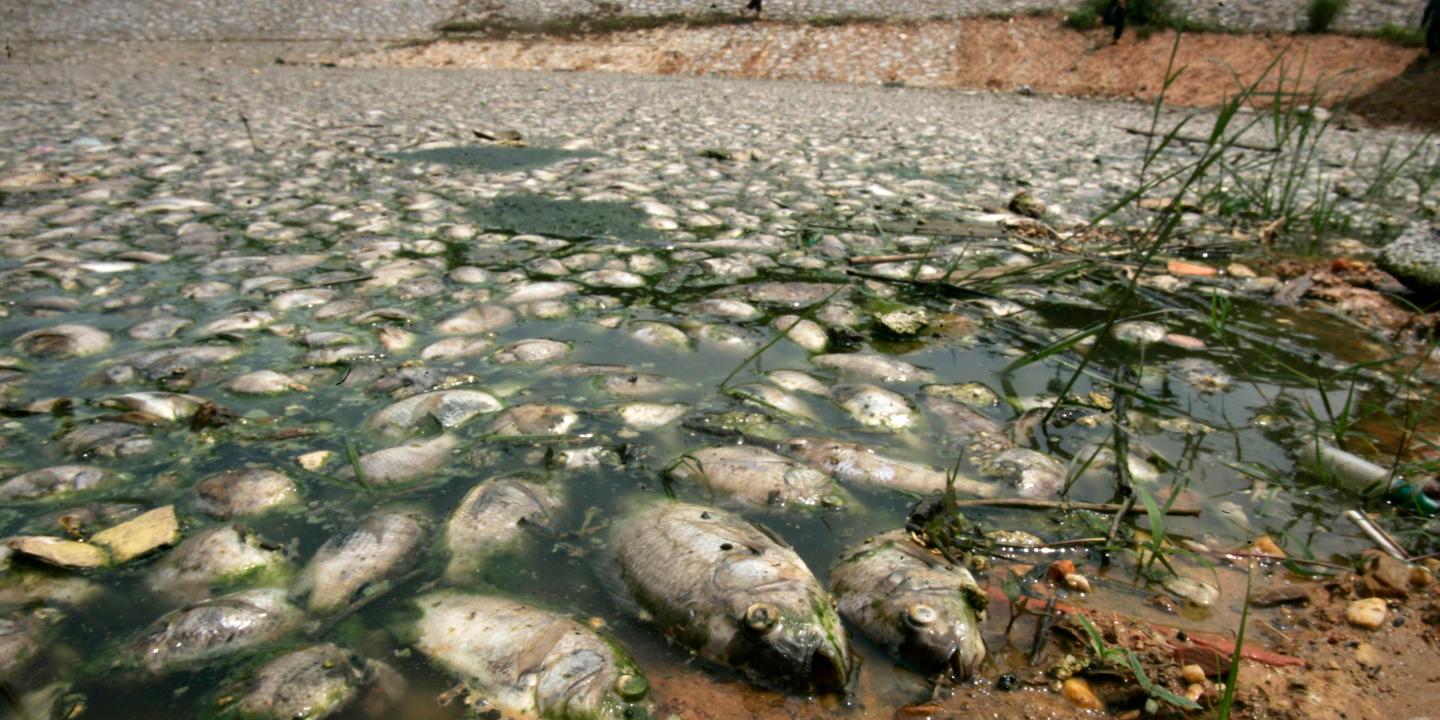 La sixième extinction des espèces peut encore être évitée