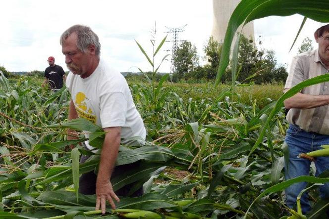 José Bové lors d'une opération de fauchage de maïs OGM à Civaux, en août 2008.