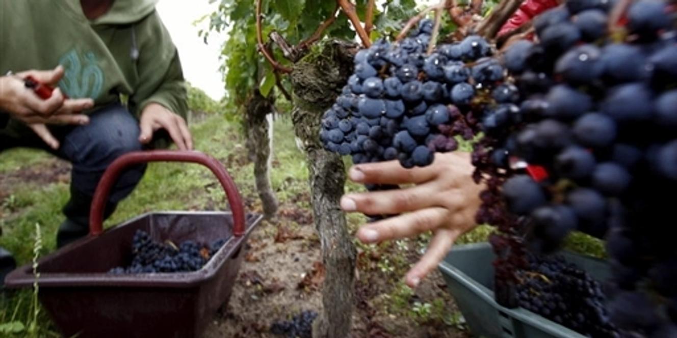 Vendanges pédagogiques pour des CM2 dans le bordelais