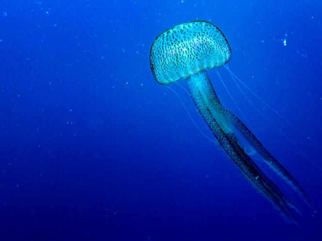 Une méduse dans la mer Méditerranée, au large de Majorque. 