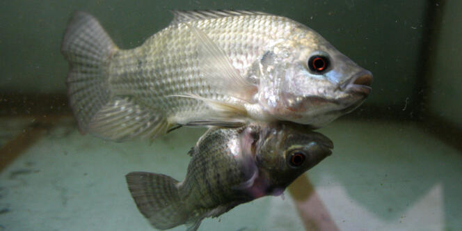 Le tilapia est un poisson d'eau douce de plus en plus demandé à l'internationale.