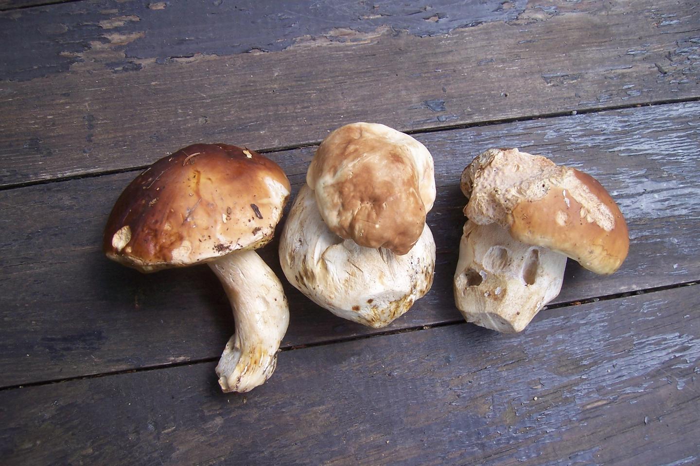 Combien De Temps Met Un Cepe Pour Pousser Aux cèpes comme à la guerre