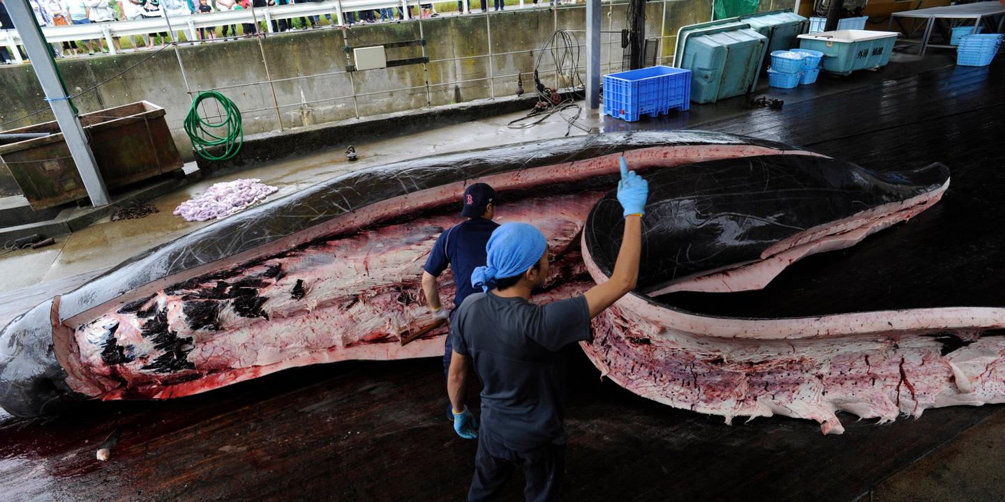 Chasser la baleine, une fierté japonaise