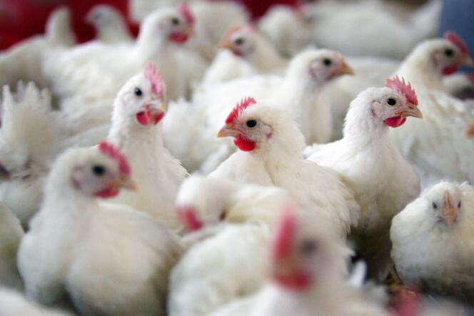 Plus de 1 200 dindes d'un élevage du nord de l'Italie sont mortes mi-décembre après avoir été contaminées par le virus de la grippe aviaire sous sa variante hautement pathogène H5N8. 