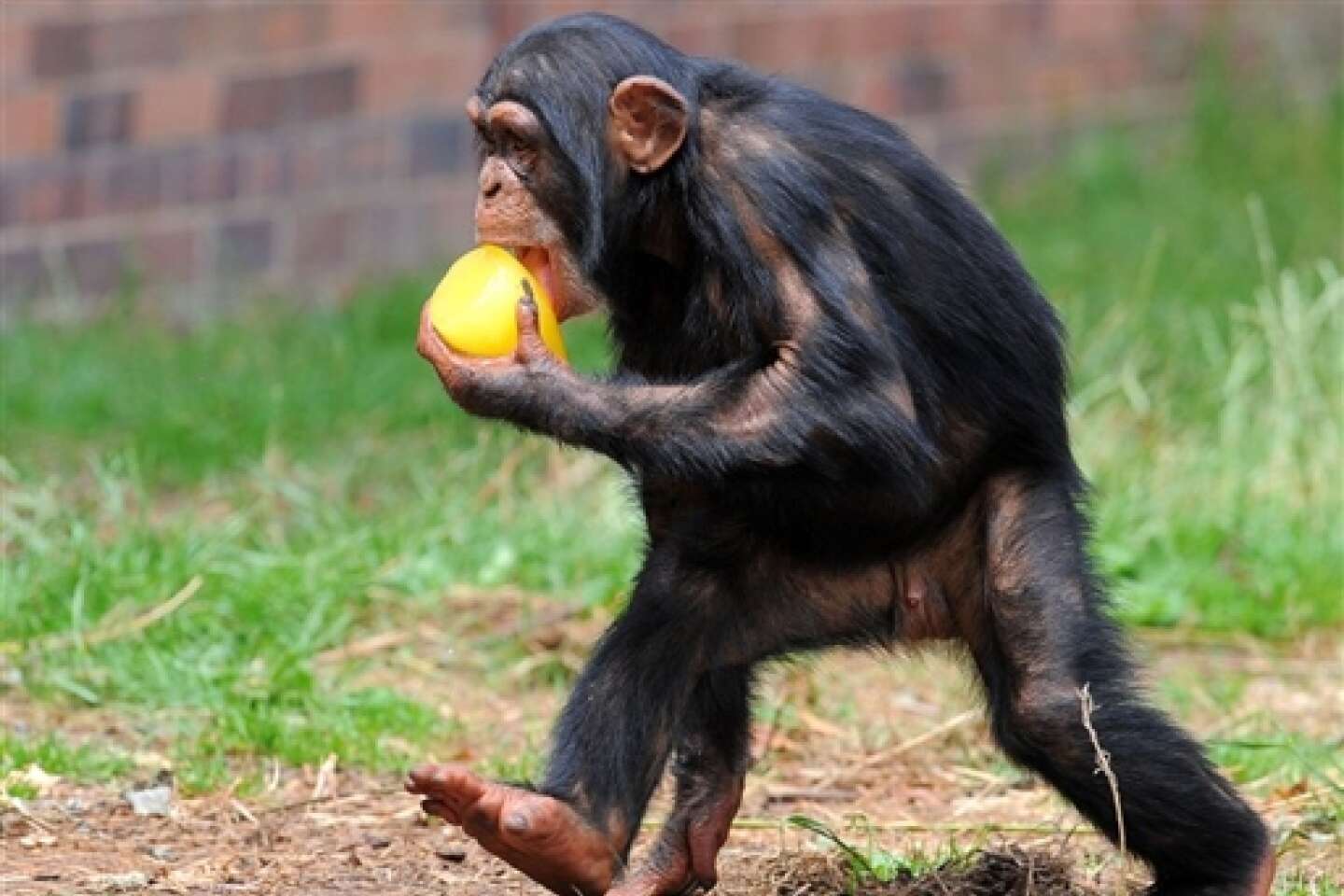 Un chimpanzé a battu le boss ce jeu vidéo incontournable : le singe égal à  l'humain ? 