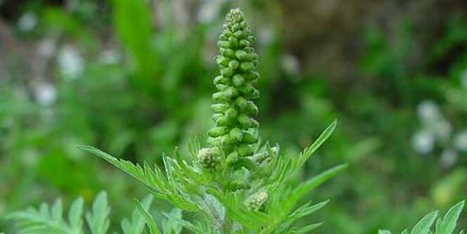 L'ambroisie est une plante sauvage envahissante qui nuit à la santé provoquant souvent des allergies.
