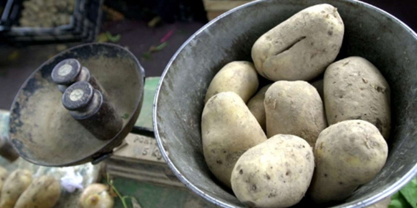 Pourquoi les pommes de terre verdissent