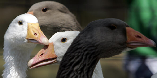 Le groupe de commerce en ligne a interdit la vente de foie gras sur son site britannique, selon ses conditions de vente consultables lundi.