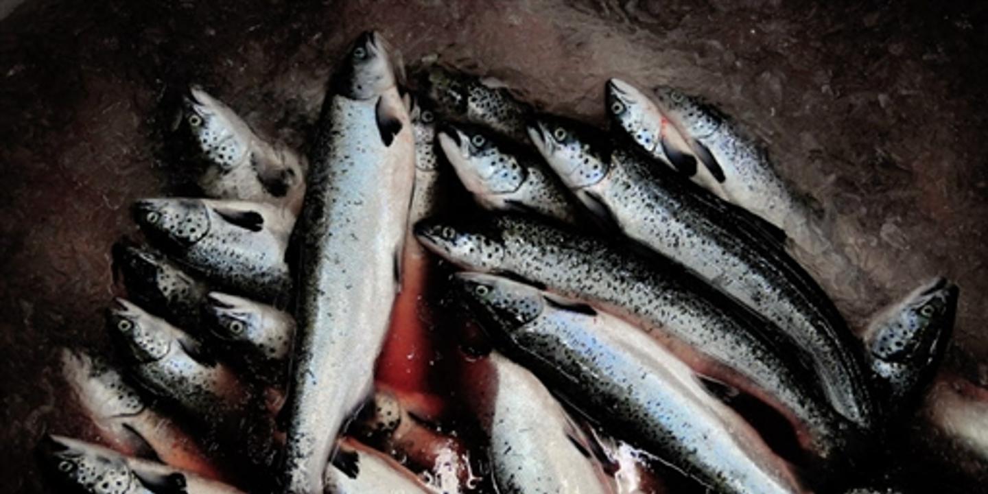A quoi peut bien penser un saumon mort ?