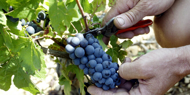 Selon l'interprofession, le chiffre d'affaires de vente des vins bio en France a encore progressé de 15 % en 2012, pour atteindre 413 millions d'euros.