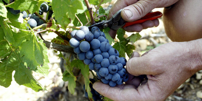La grande distribution représente environ les deux-tiers des ventes de vin (en volumes) 