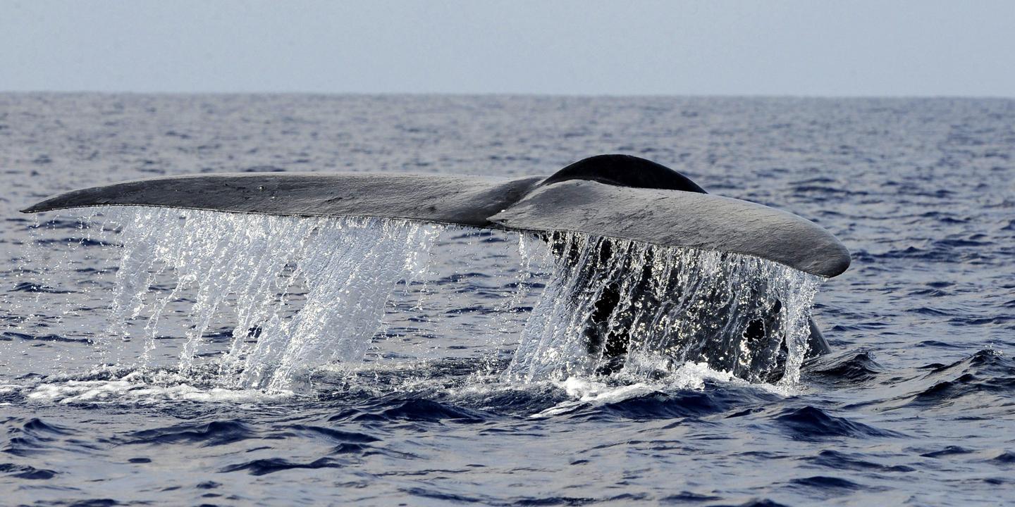 Le Chant Des Baleines Bleues Devient De Plus En Plus Grave