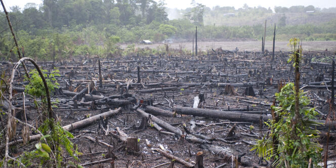 En Amazonie, la déforestation contribue au réchauffement climatique en provoquant près de 20 % des émissions mondiales de dioxyde de carbone.