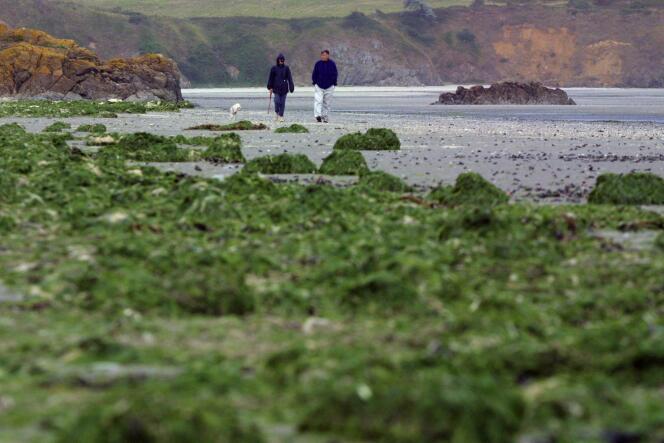 En grande partie dues aux épandages agricoles, les algues vertes prolifèrent dans les baies bretonnes depuis plus de trente ans.