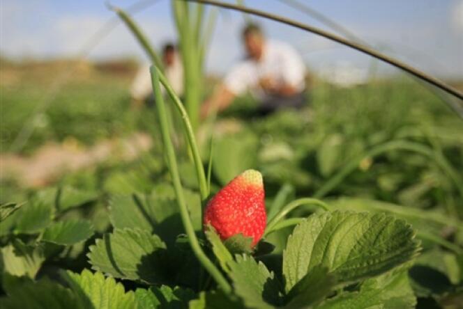 En Grèce, des travailleurs immigrés ramassent des fraises pour 25 à 30 euros par jour.