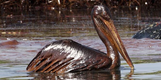Un pélican recouvert de pétrole dans la baie de Barataria, en Louisiane, le 6 juin.