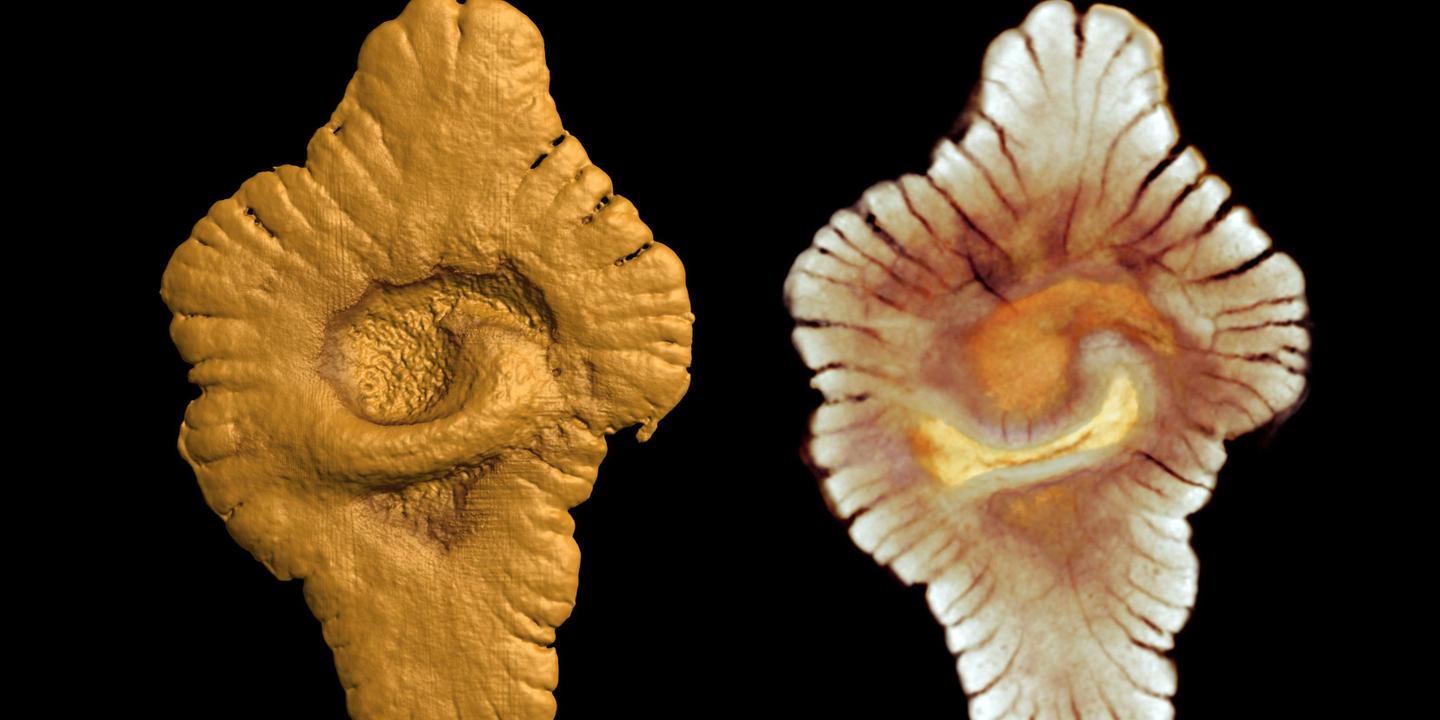 Laboratoire huit datations des roches fossiles et des événements géologiques réponses