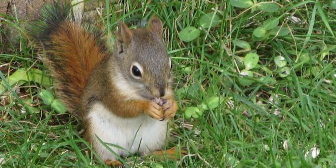 Le retour de l'écureuil, animal très répandu au Royaume-Uni, sur les étals des bouchers fait scandale.