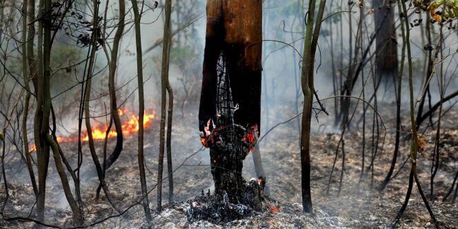 Mercredi, le gouvernement russe a affirmé avoir réduit de moitié la surface des incendies de forêts.
